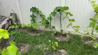 My Backyard Vineyard: Season 2: Episode 2: Pruning maintenance of the vineyard