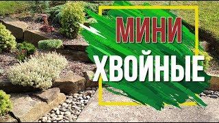 Уход За Мини Хвойными ️ Маленькие Туи 