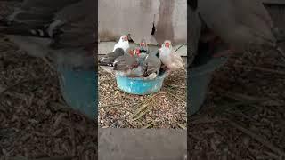 Malik Ubair live stream birds zebra finches birds