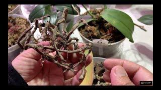 Don't Throw Away Your Orchid Roots, Give Them A Second Chance Of Life