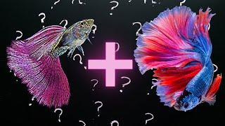 Can Betta Fish Live with Guppies in the Same Tank ?