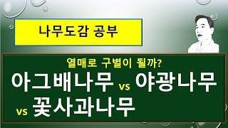 아그배나무 vs 야광나무 vs 꽃사과나무 : 열매가 이렇게 달라요!