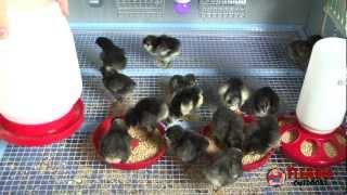 Chicken Brooder - Guide to Brooding Chicks