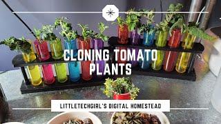 How to Clone aka Root Tomato, Peppers, Rosemary & Strawberry Plants