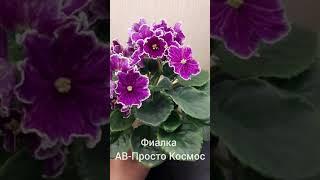 Фиалка АВ-Просто Космос. Моя любимка