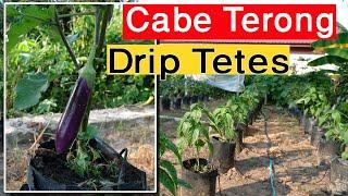 Cabe dan Terong Sistem Irigasi Tetes Part 006