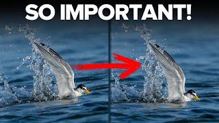 Bird Photographers Need This Tip!