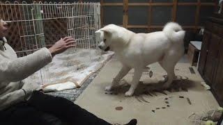 【秋田犬ゆうき】飼い主の腕を噛んで盛り上がっていても爪切りが始まったら直ちに静止する【akita dog】