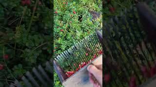 Berry picking tools #harvesting #lingonberry #cranberries