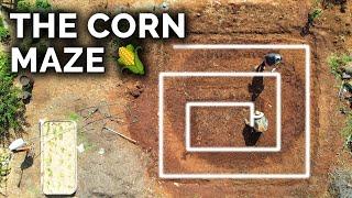 Planting a Corn Maze In The Backyard