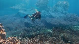 Dive Addiction - Dives in the Great Barrier Reef, Low Isles & Mackay Coral Cay