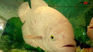 Giant Gourami Striped Fish - Beautiful Fish