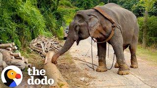 Elephant Is Finally Freed From Chains After 55 Years | The Dodo