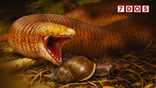 Giant Prehistoric Worm Lizard Discovered | 7 Days of Science