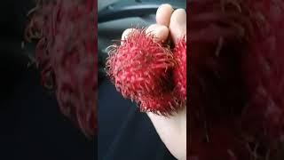 RAMBUTAN  NI JOHN RAMBO!