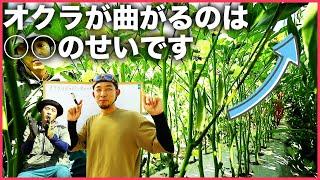 【図解】オクラはどのように育っているのか？