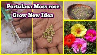 Portulaca moss rose stem rot _ plant grow care ideas _ single leaf _ Portulaca garden types