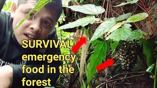 SURVIVAL DI HUTAN SURVIVAL MAKANAN DI HUTAN