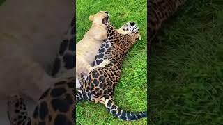 Lion vs Jaguar Sneak Attack! AWESOME