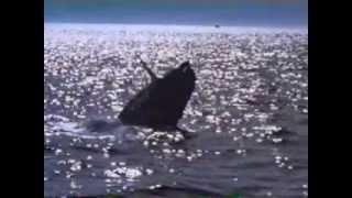 Free Willy 2 Trailer