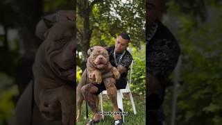 bulldog power of Transformation ️