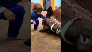 kids trying to sleep cow 