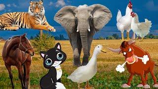 Animals beloved by man: cow, cat, raccoon, rabbit, dog, horse, elephant, hippo - animal sounds