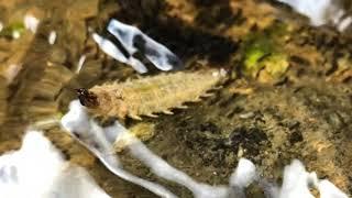 Water scavenger beetle larvae feeding on black fly larvae -Western Colorado