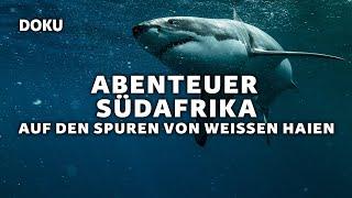 Adventure South Africa: On the trail of white sharks and the Big Five (SHARKS | Documentary)