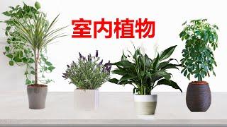 室内植物推荐和建议 室内植物大全 Air Purifying Indoor Plants