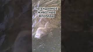 Легендарные животные Флориды, США
