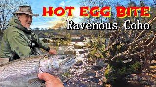 Off The Hook Egg Bite! These Cowlitz River Coho GORGED THEMSELVES ON MY CURED EGGS.