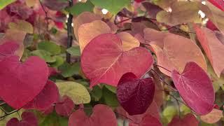 Cercis Flame Thrower (Redbud) / SPECTACULAR Small Tree - Sensational Red, Yellow & Green Leaves 