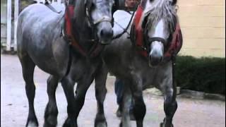 Les Chevaux de Trait - Au coeur de la tradition