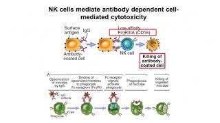 NK Cells