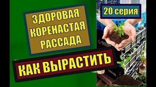 СУПЕР ПРОСТОЙ СПОСОБ ВЫРАЩИВАНИЯ РАССАДЫ ТОМАТОВ. ВЫРАЩИВАЕМ РАССАДУ ПРАВИЛЬНО. 20 серия