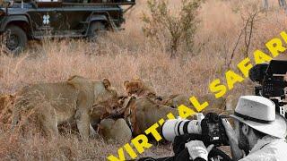 Insane Lion Pride Fight Over Free Meal- Virtual Safari # 240