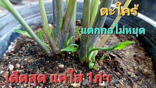 สุดยอดวิธี !! สูตรนี้ใส่ตะใคร้แตกกอไม่หยุด งามเขียวกอใหญ่ กินใช้ไม่ทัน