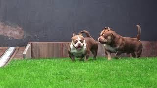 COLOR BOMB BULLIES BRUTAL and GRIZZLINA, choco tri pocket american bully breeding done, august 2022