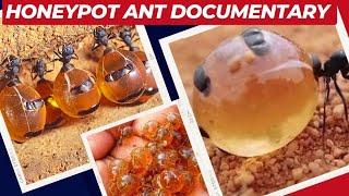 Honeypot ants mexico | Amazing Honey Ant documentary