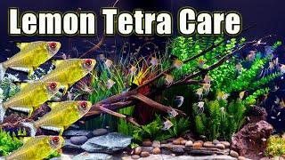 Here's Why The Lemon Tetra is Cool! Care and Breeding