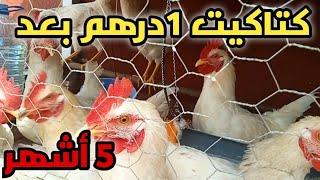 كتاكيت 1درهم بعد 5أشهر | إيجابيات و سلبيات تربية الدجاج فوق السطح.#chicken