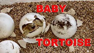 Baby Tortoise Hatches From Egg!!! 