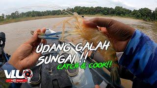 UDANG GALAH SUNGAI - CATCH & COOK - #VLUQ363