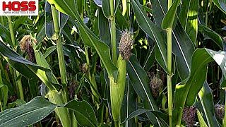 Can You Plant Sweet Corn This Late!?