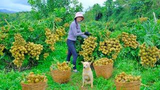 Harvest Longans to sell at the market, cook, garden and raise livestock.