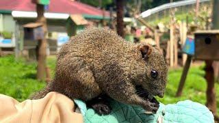 リスの楽園️２００匹のタイワンリスが放し飼いで暮らす東京人気スポットに行ってみた！町田リス園