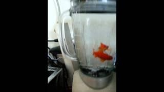 Fish in a blender