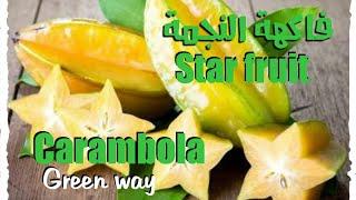 فاكهة النجمة الاستوائية  Star fruit |فوائد وتحذيرات هامة  #فواكه غريبة!! (2)