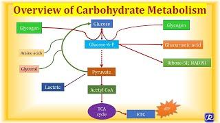 1: Overview Carbohydrate Metabolism | Carbohydrate Metabolism-1 | Biochemistry |N'JOY Biochemistry